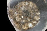 Polished Ammonite (Dactylioceras) Half - England #103788-1